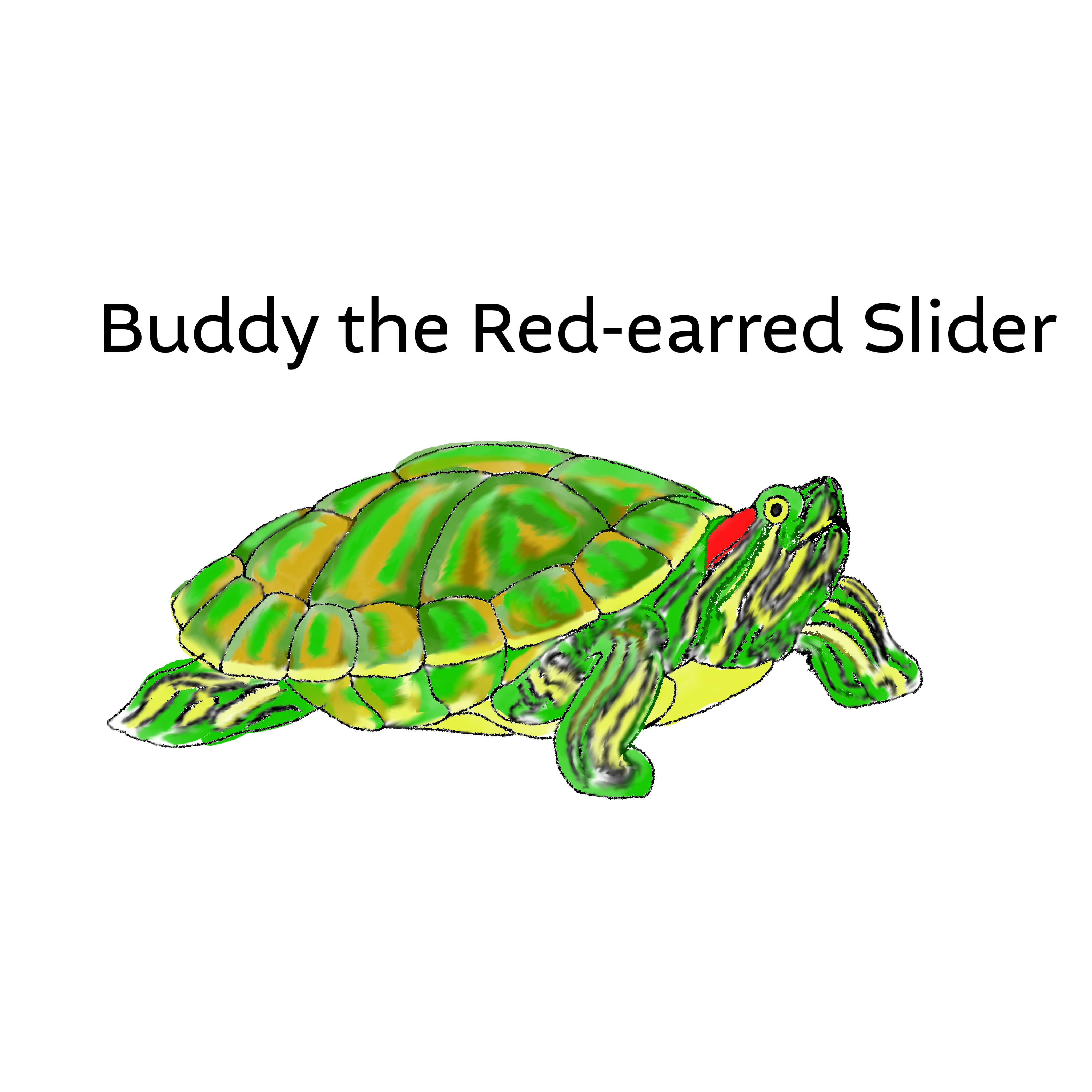 Buddy the Red-eared Slider