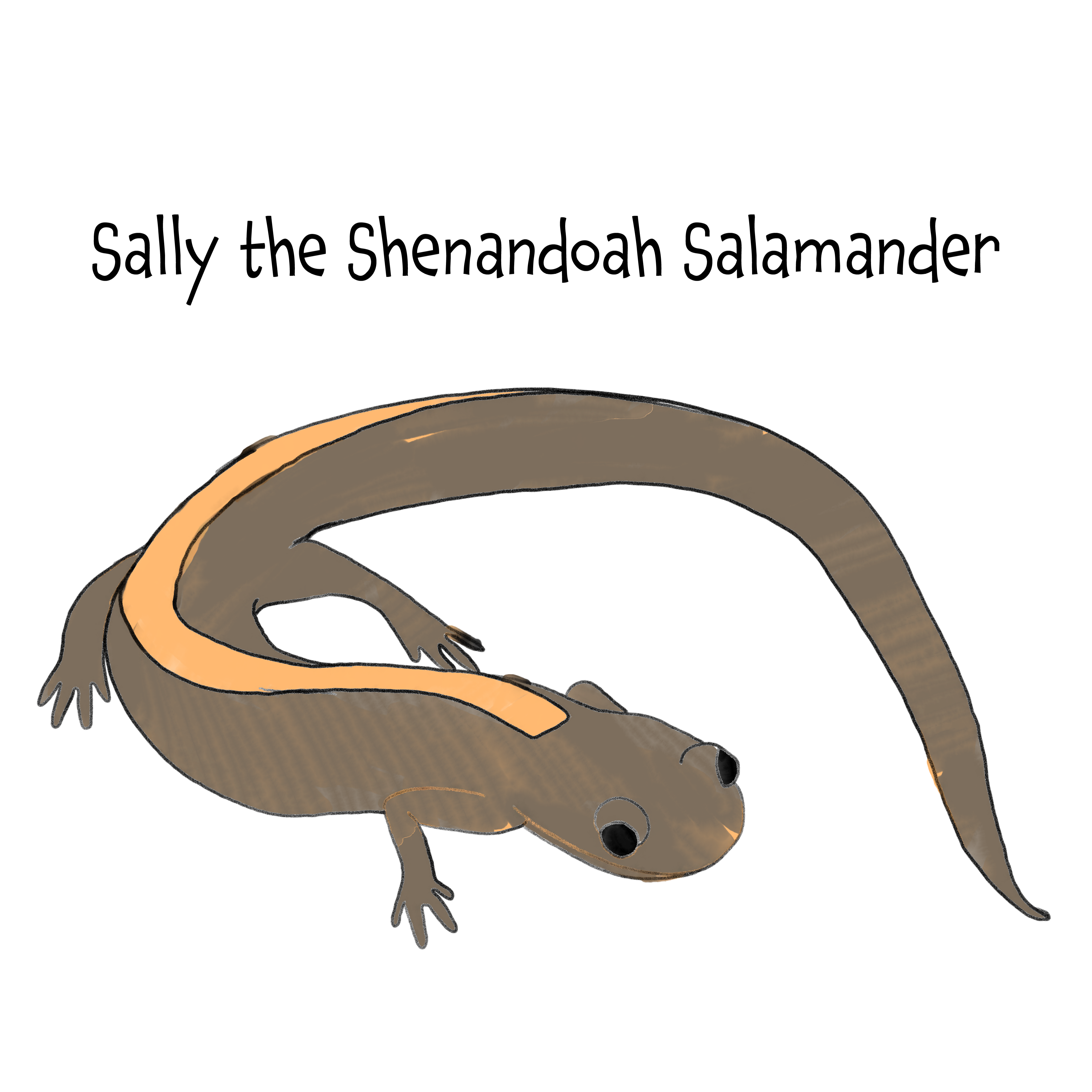 Sally the Shenandoah Salamander
