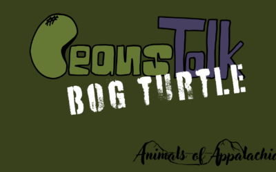 Bog Turtles: Tiny Yet Mighty