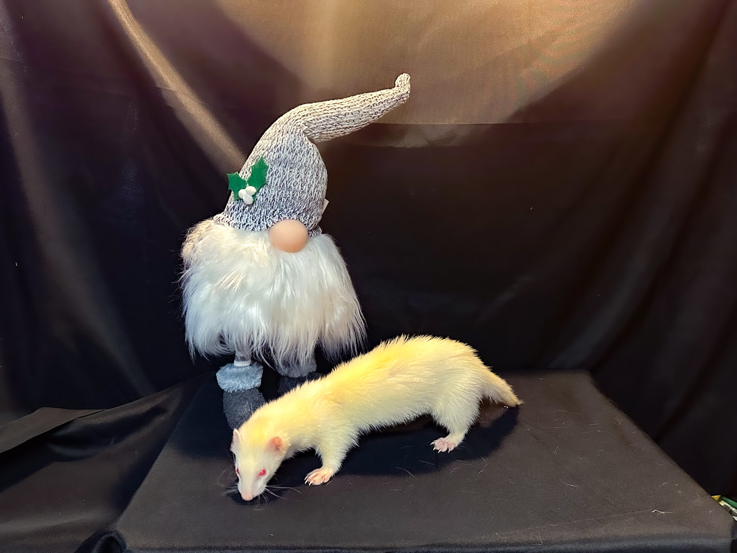 Stinker the albino ferret