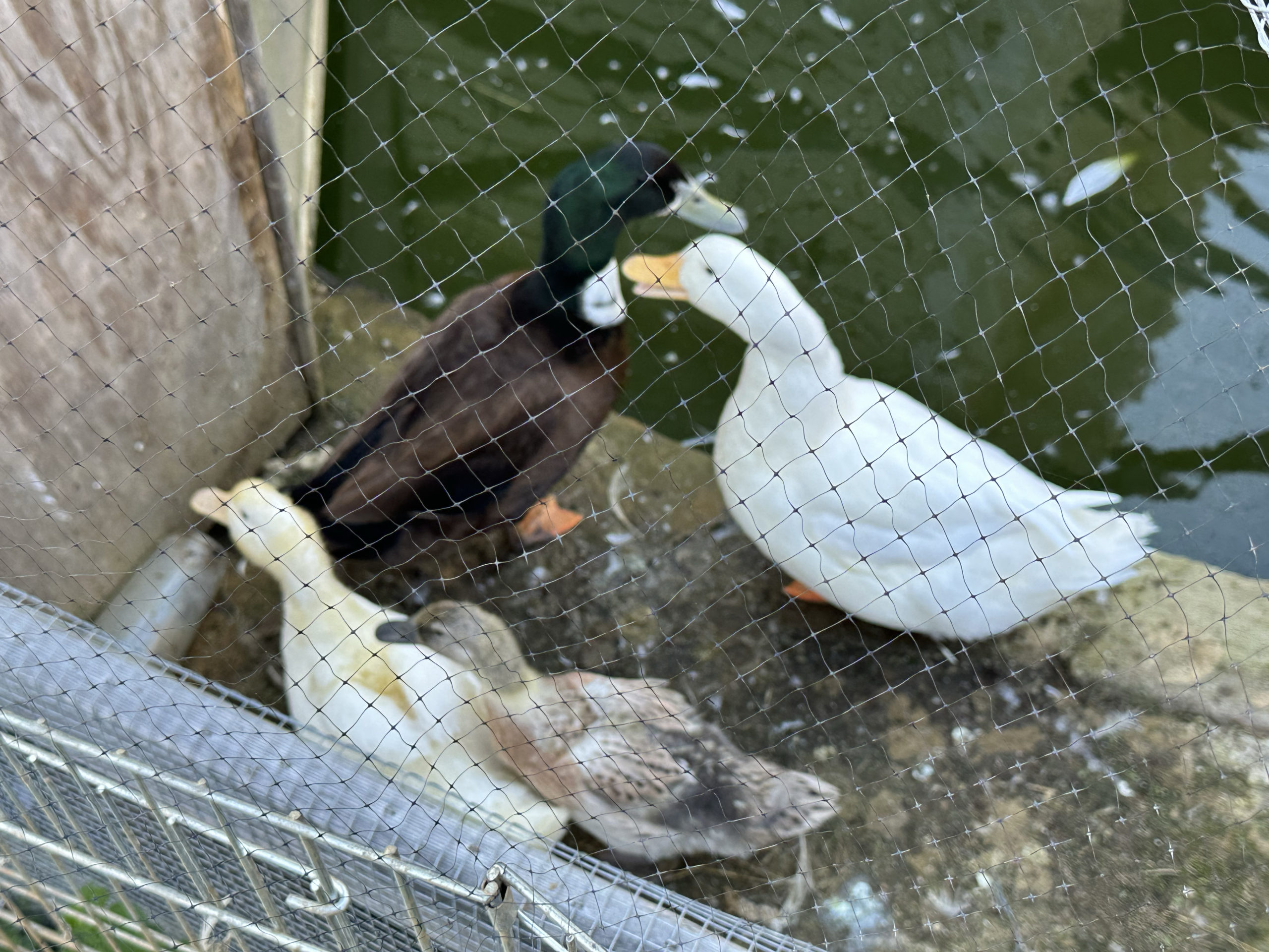 Altogether ducks