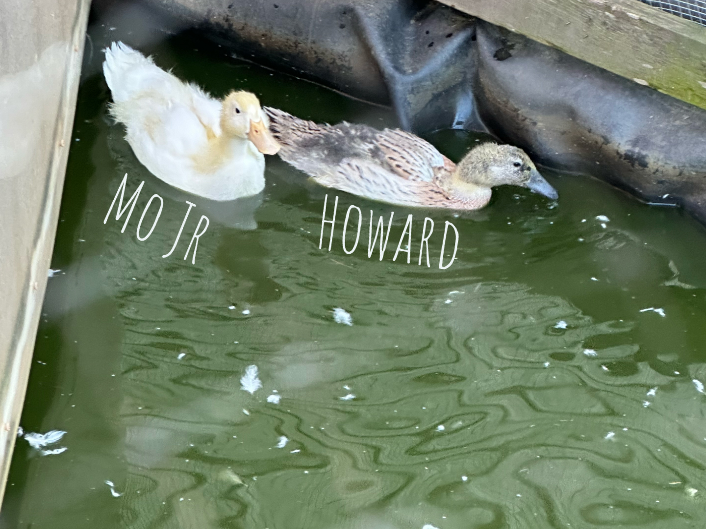 Mo Jr and Howard ducks