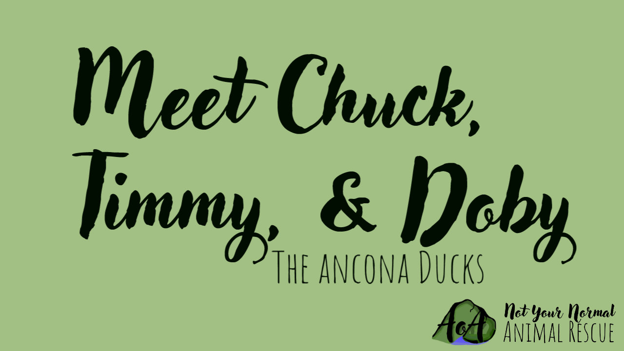 Chuck, Timmy, and Doby | The 3 Amigos| Ancona ducks