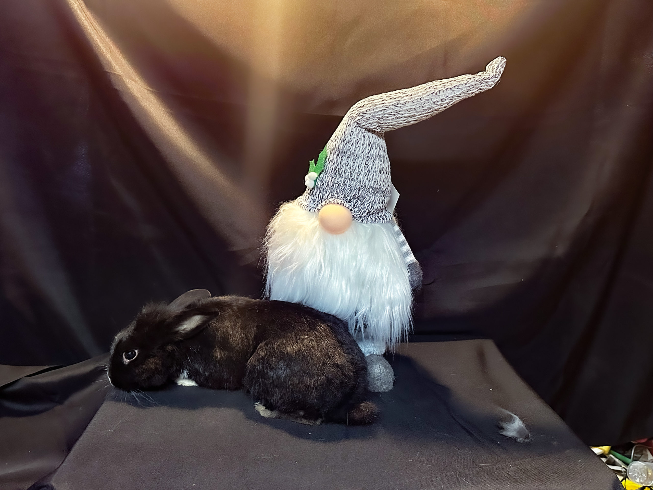Aristotle | Mini Rex | Rabbit