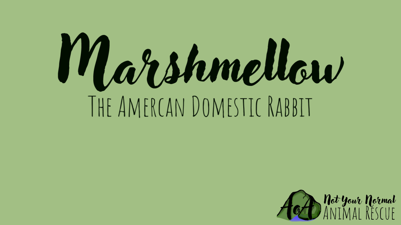 Meet Marshmellow the domestic rabbit