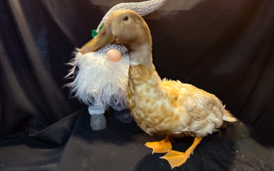 Waffle the Swedish Yellow Duck